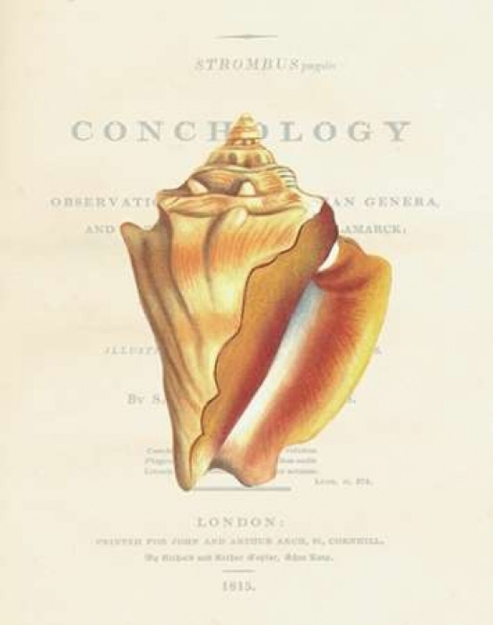 Shell, Strombus Pugilis Poster Print by Samuel Brookes - Item # VARPDXSB12